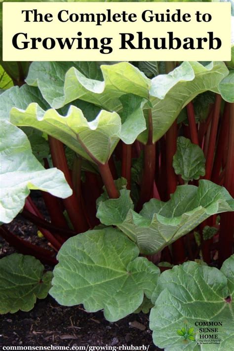 how to keep rhubarb producing.